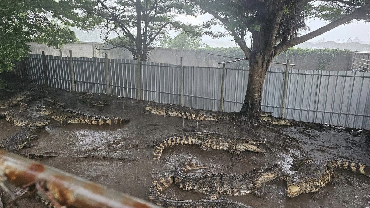 « La décision la plus difficile de ma vie » : un éleveur thaïlandais tue plus de 100 crocodiles en danger critique d’extinction