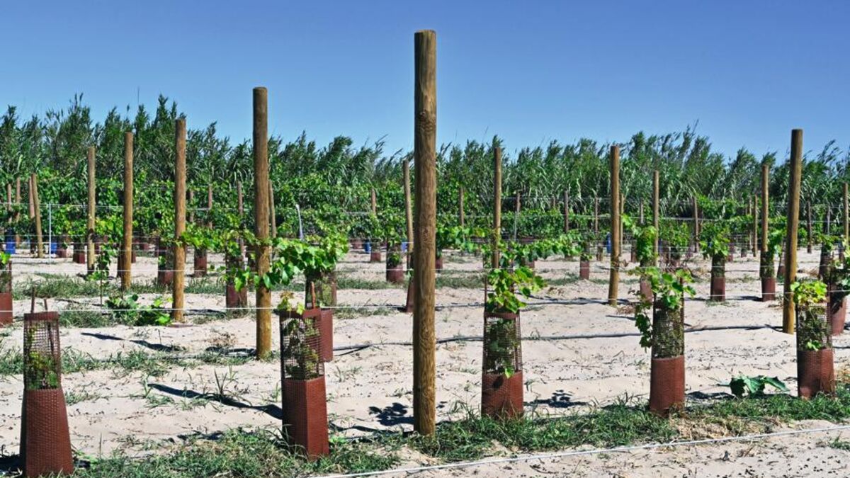 « La plus grande collection du monde » : au Domaine de Vassal, on veille sur les vignes d’hier… et de demain