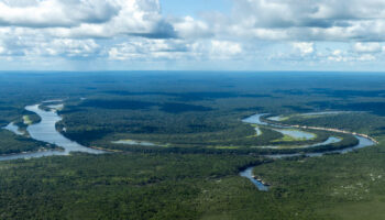 La pollution à l’ozone freine la capacité des forêts tropicales à absorber le CO₂, selon une étude