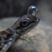 L’anole d’eau, lézard « inventeur » de la bouteille d’oxygène