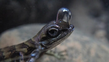 L’anole d’eau, lézard « inventeur » de la bouteille d’oxygène