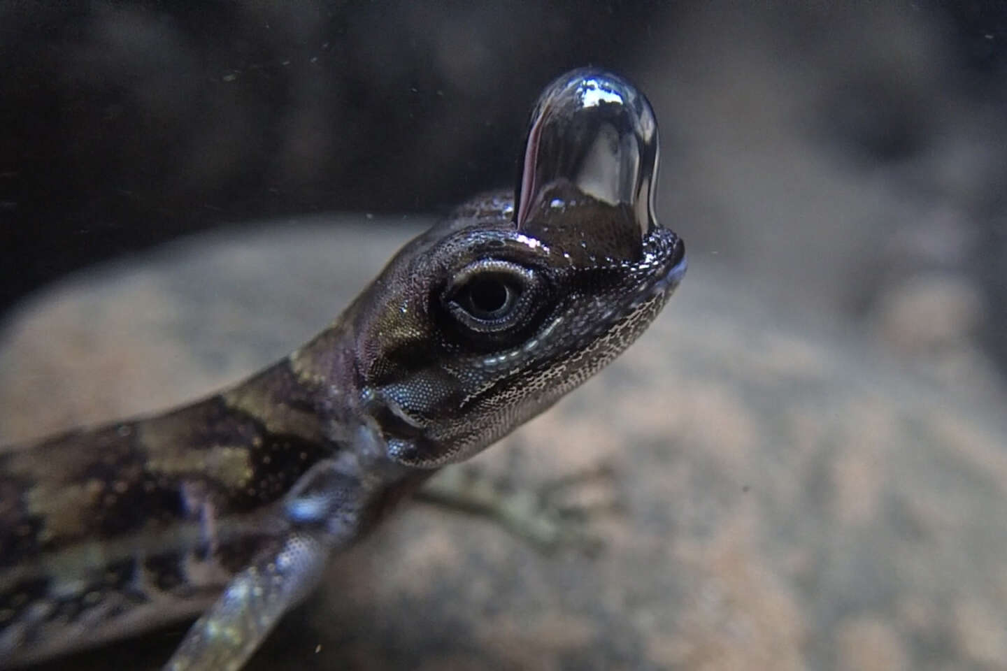 L’anole d’eau, lézard « inventeur » de la bouteille d’oxygène