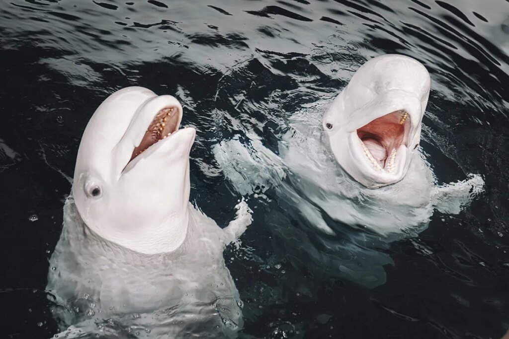 Las dos belugas ucranianas refugiadas en Valencia que 'hablan' como delfines