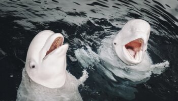 Las dos belugas ucranianas refugiadas en Valencia que 'hablan' como delfines