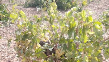 Las fuertes tormentas de granizo y lluvia torrencial arrasan el campo toledano