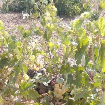 Las fuertes tormentas de granizo y lluvia torrencial arrasan el campo toledano