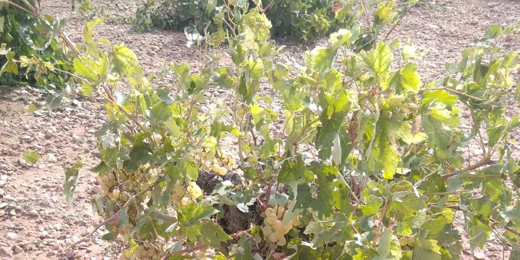 Las fuertes tormentas de granizo y lluvia torrencial arrasan el campo toledano