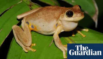 Laughing frog and David Attenborough worm among 750 new species recognised in Australia