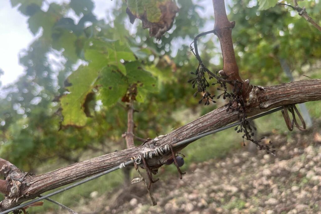 Le long de la Loire, des vignes bio terrassées par le mildiou