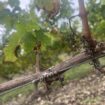 Le long de la Loire, des vignes bio terrassées par le mildiou