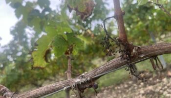 Le long de la Loire, des vignes bio terrassées par le mildiou