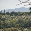 «Le nombril de l’Italie» : dans les jardins extraordinaires d'Ombrie