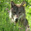 Législation européenne: Le statut de protection du loup bientôt fragilisé?