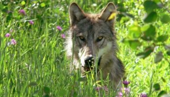 Législation européenne: Le statut de protection du loup bientôt fragilisé?