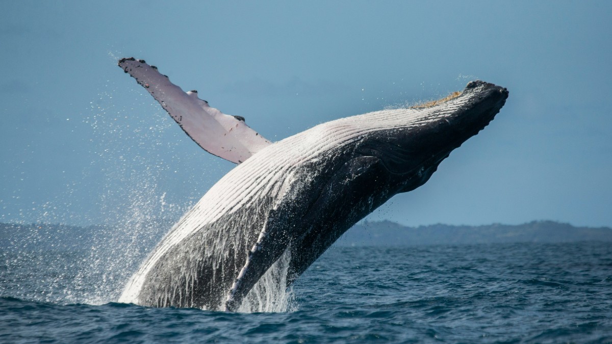 Les baleines à bosse sont de nouveau en danger à cause du changement climatique