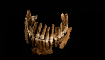 Les causes de l’extinction de Neandertal revisitées par la découverte d’un nouveau spécimen en France