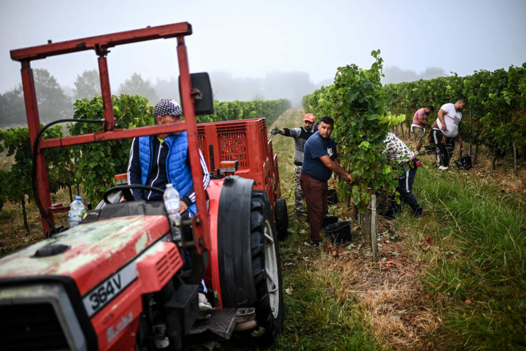 Les vignerons face à une vendange touchée par les aléas climatiques