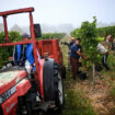 Les vignerons face à une vendange touchée par les aléas climatiques