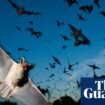 Loss of bats to lethal fungus linked to 1,300 child deaths in US, study says