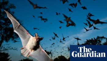 Loss of bats to lethal fungus linked to 1,300 child deaths in US, study says