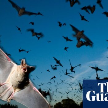 Loss of bats to lethal fungus linked to 1,300 child deaths in US, study says