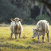 Luxembourg: Près d'un millier d'animaux infectés par la fièvre catarrhale ovine depuis août