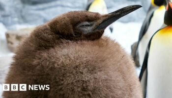 Meet Pesto: the fat baby penguin and viral superstar