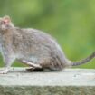 Moselle: Les rats prolifèrent à Sarrebourg, la mairie appelle à la vigilance