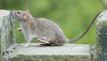 Moselle: Les rats prolifèrent à Sarrebourg, la mairie appelle à la vigilance