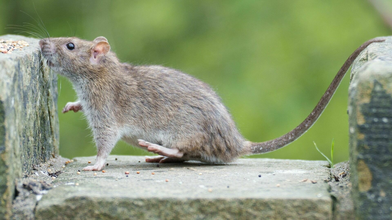 Moselle: Les rats prolifèrent à Sarrebourg, la mairie appelle à la vigilance