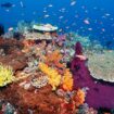 Artenvielfalt mit bunten Fischen und Korallen am Great Barrier Reef, Naturschutz