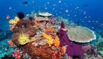 Artenvielfalt mit bunten Fischen und Korallen am Great Barrier Reef, Naturschutz