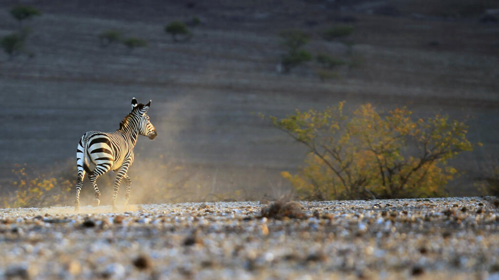 Namibie : abattre les animaux sauvages pour faire face à la sécheresse, une décision contestée