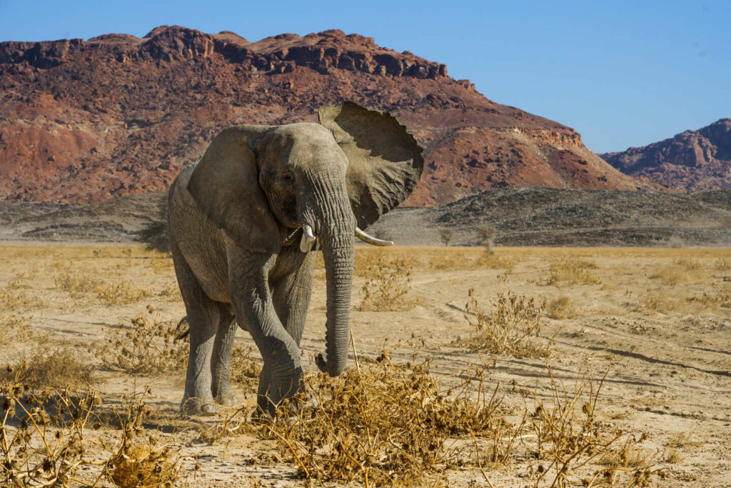 Namibie : des ONG craignent que l’abattage massif d’animaux sauvages pour nourrir la population ne crée un précédent