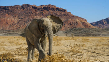 Namibie : des ONG craignent que l’abattage massif d’animaux sauvages pour nourrir la population ne crée un précédent