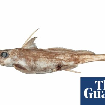 New ghost shark species with unusually long nose discovered in deep seas off New Zealand