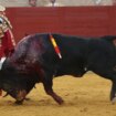 Noche buena, el toro del Conde de la Corte que perseguía a los caballos en Villaseca