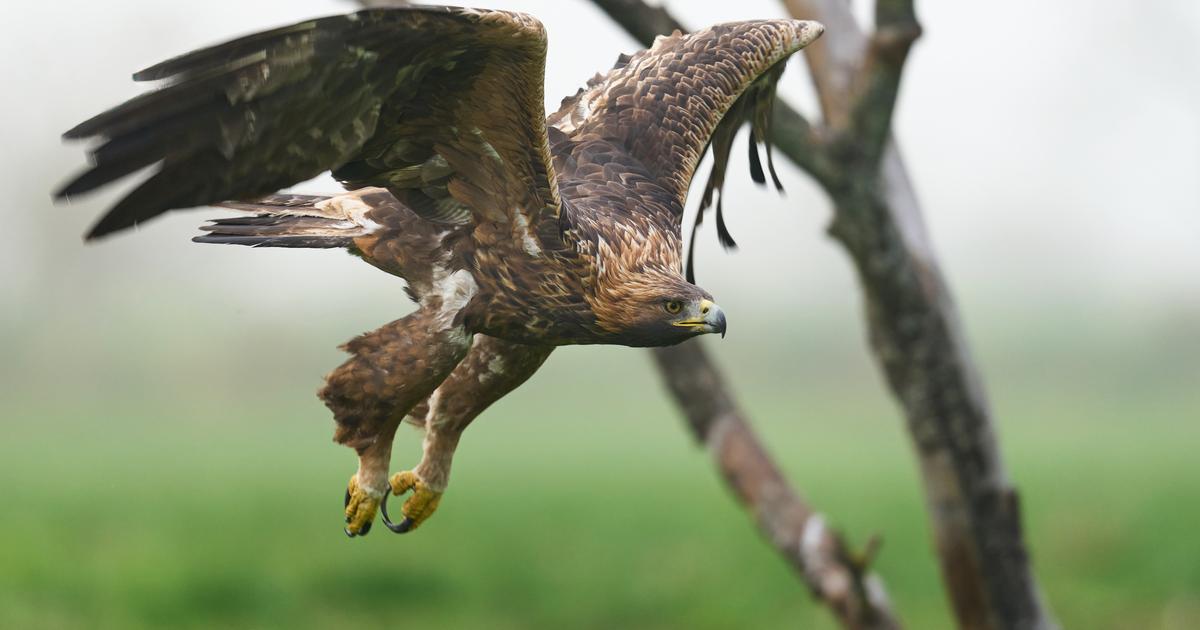 Norvège : un aigle attaque un bébé avant d'être abattu