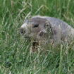 « Notre but n’est pas de les exterminer… » : pourquoi chasse-t-on toujours la marmotte ?