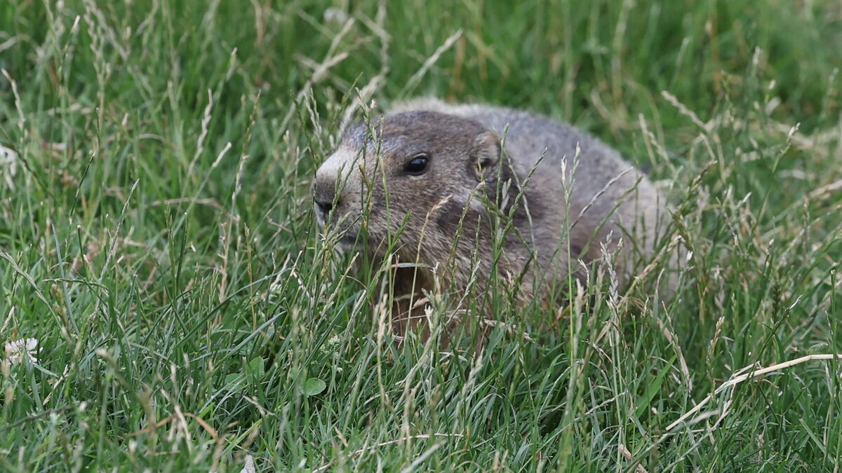 « Notre but n’est pas de les exterminer… » : pourquoi chasse-t-on toujours la marmotte ?