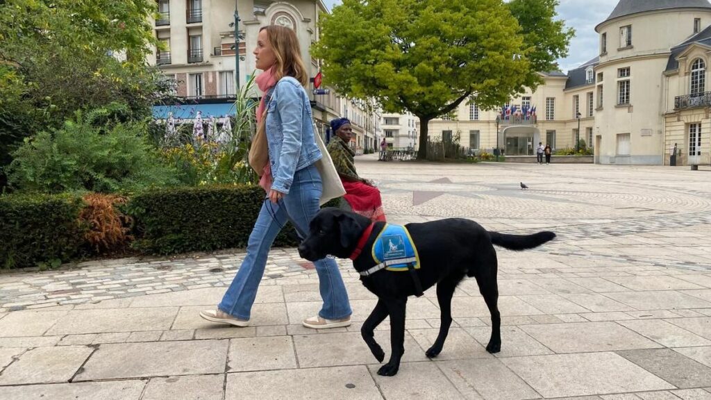 « Parfois, on m’aide à traverser le passage piéton » : à Clamart, Dorothée éduque les chiens-guides d’aveugles