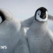 Penguin chicks survive tearaway iceberg