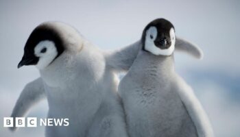 Penguin chicks survive tearaway iceberg