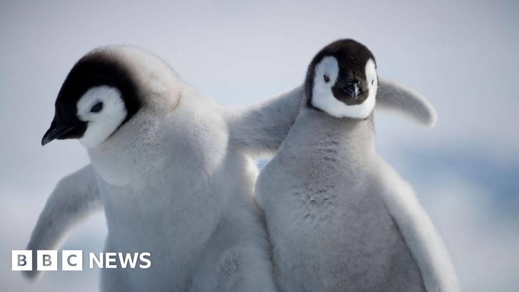 Penguin chicks survive tearaway iceberg