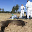 Peste porcine africaine: Surveillance renforcée en Moselle et dans le Bas-Rhin