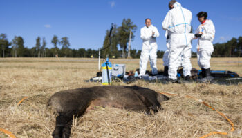 Peste porcine africaine: Surveillance renforcée en Moselle et dans le Bas-Rhin