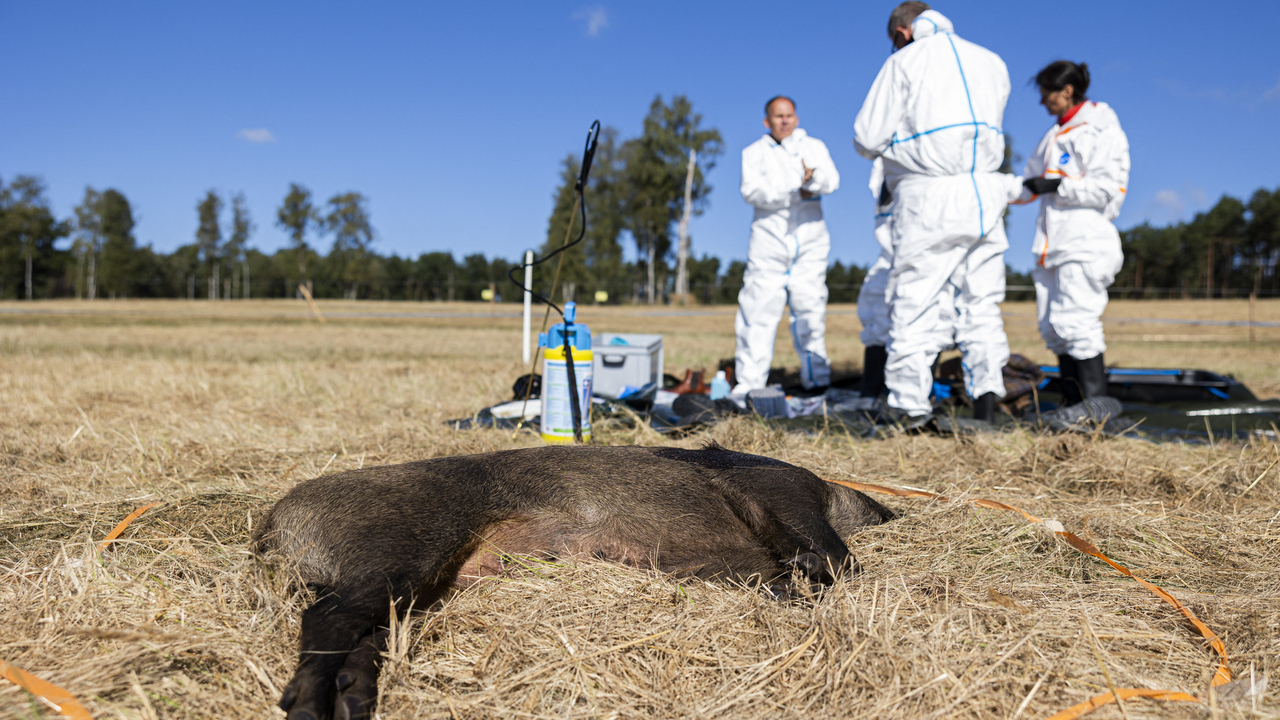 Peste porcine africaine: Surveillance renforcée en Moselle et dans le Bas-Rhin