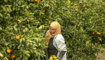 Pesticides : la France continue à exporter des substances interdites… qui reviennent dans l’assiette des Français