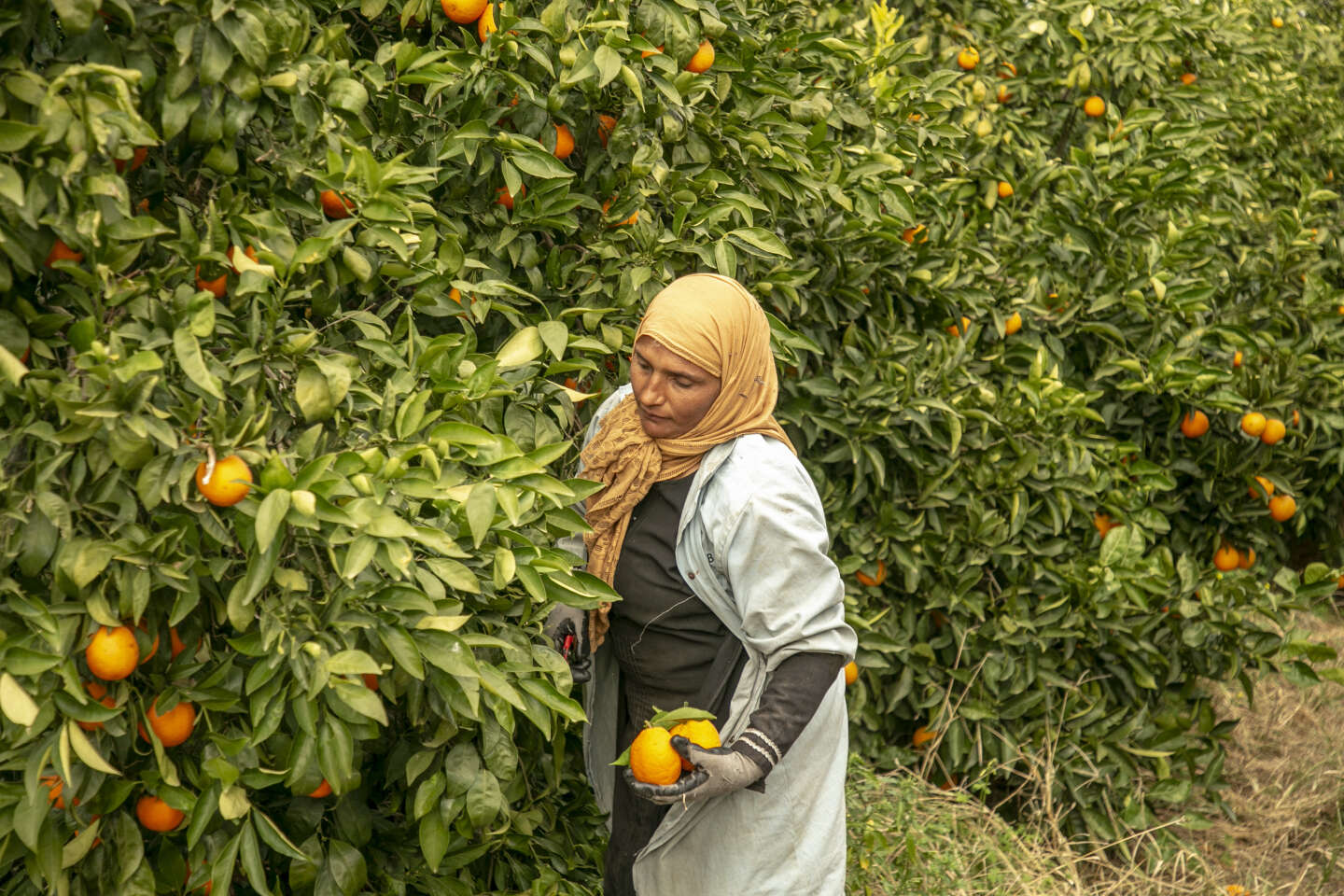 Pesticides : la France continue à exporter des substances interdites… qui reviennent dans l’assiette des Français