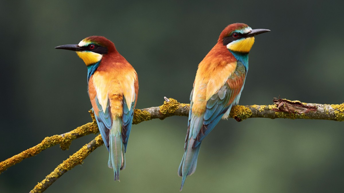 Première nouvelle: les oiseaux migrent entre potes